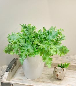 Blue Star Fern (Phlebodium aureum)